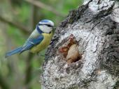 Blaumeise (Parus caeruleus)-L. Klasing