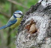 Blaumeise (Parus caeruleus)-L. Klasing