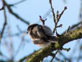 Schwanzmeise (Aegithalos caudatus)-L. Klasing