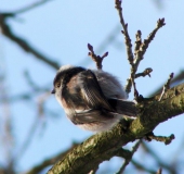 Schwanzmeise (Aegithalos caudatus)-L. Klasing