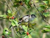 Schwanzmeise (Aegithalos caudatus)-L. Klasing