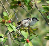 Schwanzmeise (Aegithalos caudatus)-L. Klasing