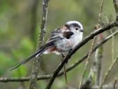 Schwanzmeise (Aegithalos caudatus)-L. Klasing