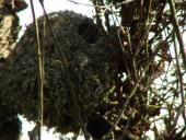Nest der Schwanzmeise (Aegithalos caudatus)-L. Klasing
