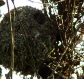 Nest der Schwanzmeise (Aegithalos caudatus)-L. Klasing