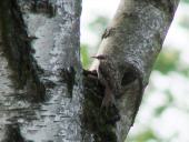 Gartenbaumläufer (Certhia brachydactyla)-L. Klasing