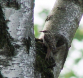 Gartenbaumläufer (Certhia brachydactyla)-L. Klasing