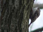 Gartenbaumläufer (Certhia brachydactyla)-L. Klasing