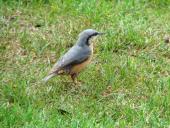 Kleiber (Sitta europaea)-L. Klasing