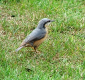 Kleiber (Sitta europaea)-L. Klasing