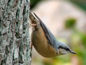Kleiber (Sitta europaea)-L. Klasing