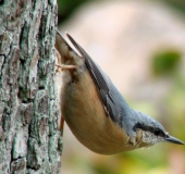 Kleiber (Sitta europaea)-L. Klasing