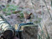 Zaunkönig (Troglodytes troglodytes)-L. Klasing