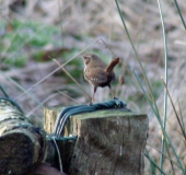 Zaunkönig (Troglodytes troglodytes)-L. Klasing