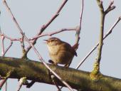 Zaunkönig (Troglodytes troglodytes)-L. Klasing