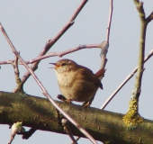 Zaunkönig (Troglodytes troglodytes)-L. Klasing