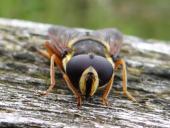 Große Torf-Schwebfliege M. (Sericomyia silentis)-L. Klasing