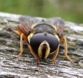 Große Torf-Schwebfliege M. (Sericomyia silentis)-L. Klasing