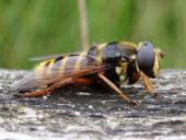 Große Torf-Schwebfliege M. (Sericomyia silentis)-L. Klasing