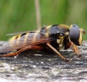 Große Torf-Schwebfliege M. (Sericomyia silentis)-L. Klasing