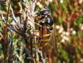 Große Torf-Schwebfliege W. (Sericomyia silentis)-L. Klasing