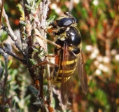 Große Torf-Schwebfliege W. (Sericomyia silentis)-L. Klasing