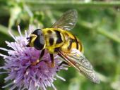 Totenkopfschwebfliege (Myathropa florea)-L. Klasing