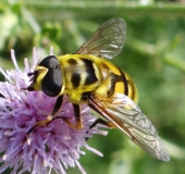 Totenkopfschwebfliege (Myathropa florea)-L. Klasing