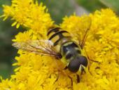 Totenkopfschwebfliege (Myathropa florea)-L. Klasing