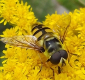 Totenkopfschwebfliege (Myathropa florea)-L. Klasing