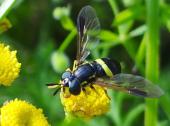 Zweiband-Wespenschwebfliege (Chrysotoxum bicinctum)-L. Klasing