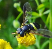 Zweiband-Wespenschwebfliege (Chrysotoxum bicinctum)-L. Klasing