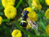 Zweiband-Wespenschwebfliege (Chrysotoxum bicinctum)-L. Klasing