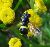 Zweiband-Wespenschwebfliege (Chrysotoxum bicinctum)-L. Klasing