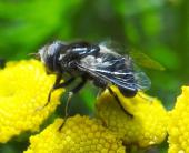 Schwarze Augenfleck-Schwebfliege (Eristalinus sepulchrali)-L. Klasing