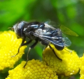 Schwarze Augenfleck-Schwebfliege (Eristalinus sepulchrali)-L. Klasing