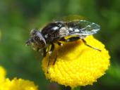 Schwarze Augenfleck-Schwebfliege (Eristalinus sepulchrali)-L. Klasing