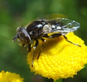 Schwarze Augenfleck-Schwebfliege (Eristalinus sepulchrali)-L. Klasing