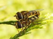 Gemeine Feldschwebfliege (Eupeodes corollae)-L. Klasing