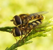 Gemeine Feldschwebfliege (Eupeodes corollae)-L. Klasing