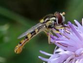 Gemeine Stiftschwebfliege (Sphaerophoria scripta)-L. Klasing