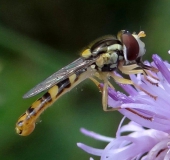 Gemeine Stiftschwebfliege (Sphaerophoria scripta)-L. Klasing