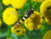 Gemeine Stiftschwebfliege M. (Sphaerophoria scripta)-L. Klasing
