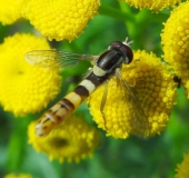 Gemeine Stiftschwebfliege M. (Sphaerophoria scripta)-L. Klasing