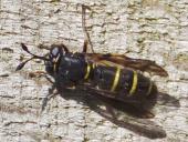 Schwebfliege (Ceriana conopsoides)-L. Klasing