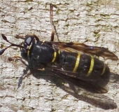 Schwebfliege (Ceriana conopsoides)-L. Klasing