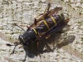 Schwebfliege (Ceriana conopsoides)-L. Klasing