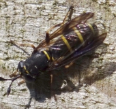 Schwebfliege (Ceriana conopsoides)-L. Klasing