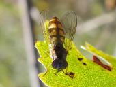 Matte Schwarzkopfschwebfliege (Melanostoma scalare)-L. Klasing