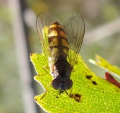 Matte Schwarzkopfschwebfliege (Melanostoma scalare)-L. Klasing